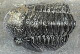 Detailed Gerastos Trilobite Fossil - Morocco #363950-3
